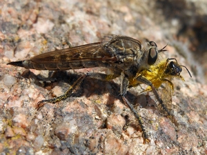 Asilidae dalla Gallura